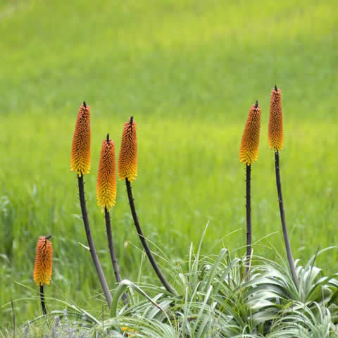 KNIPHOFIA UVARIA Royal Castle hybrids mixed - Tritoma