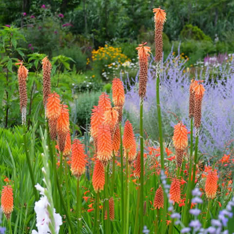 KNIPHOFIA UVARIA Royal Castle hybrids mixed - Tritoma