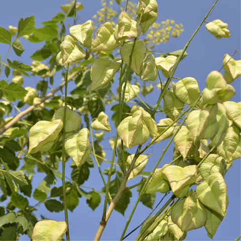 KOELREUTERIA PANICULATA - Varnish Tree