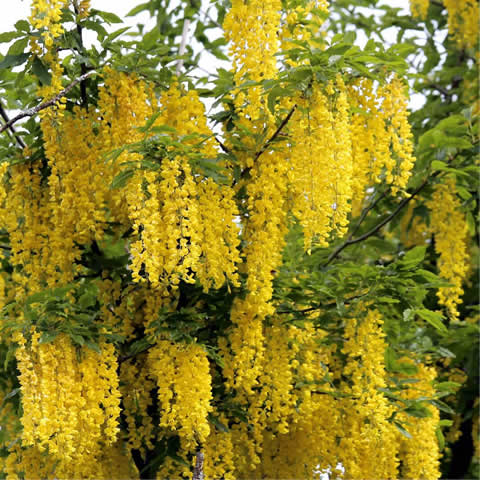 LABURNUM ANAGYROIDES - Lluvia de oro