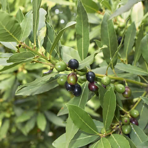 LAURUS NOBILIS - Bay Laurel