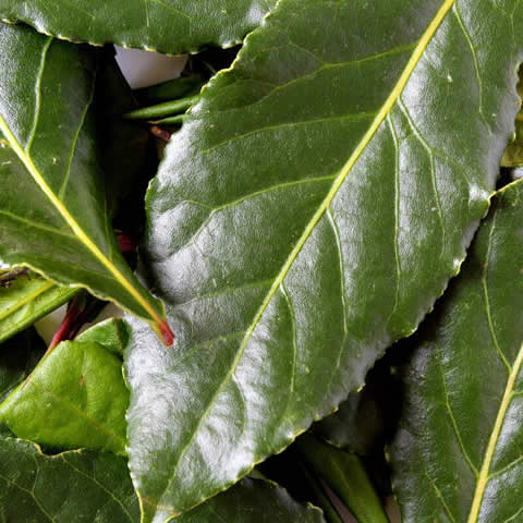 LAURUS NOBILIS - Laurel