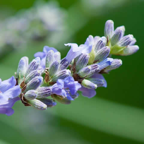 LAVANDULA ANGUSTIFOLIA Hidcote Blue Strain - Lavandula Hidcote