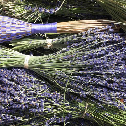 LAVANDULA ANGUSTIFOLIA Hidcote Blue Strain - Lavanda