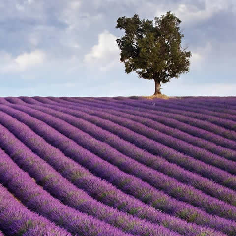 LAVANDULA OFFICINALIS (L.vera) - True Lavender