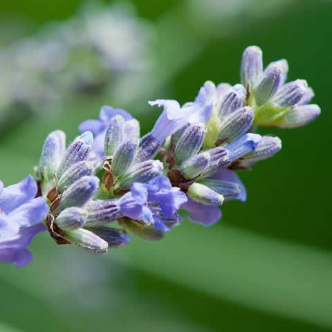 LAVANDULA OFFICINALIS - Lavande vraie