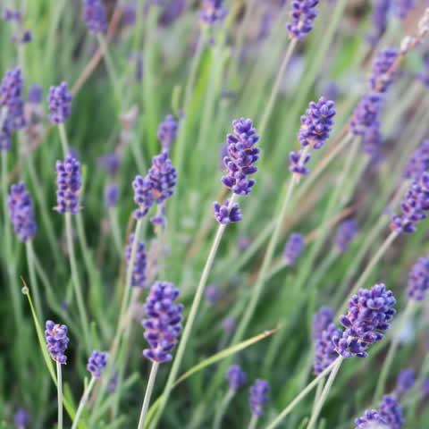 LAVANDULA ANGUSTIFOLIA - Lavanda