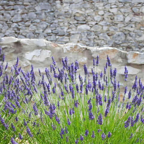 Lavender (Lavandula) — UIC Heritage Garden