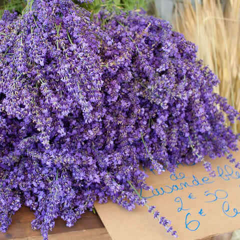 LAVANDULA LATIFOLIA - Espliego