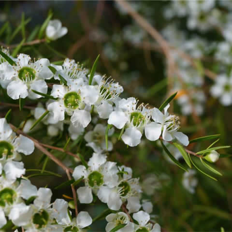 LEPTOSPERMUM FLAVESCENS - rbol del T Neocelands