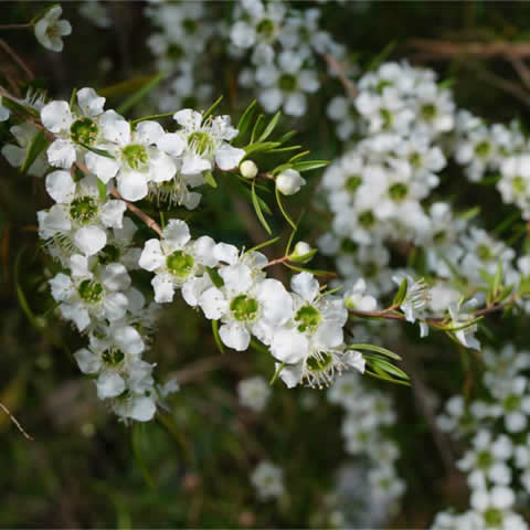 LEPTOSPERMUM FLAVESCENS - rbol del T Neocelands