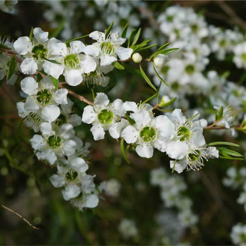 LEPTOSPERMUM FLAVESCENS - rbol del T Neocelands