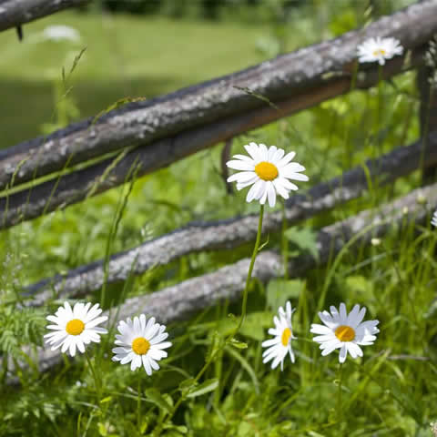 LEUCANTHEMUM VULGARE - Margarita