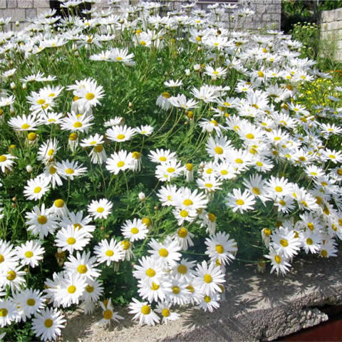 LEUCANTHEMUM VULGARE - Margarita