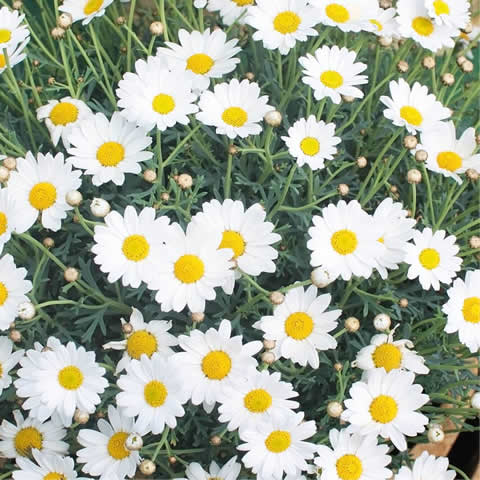 LEUCANTHEMUM VULGARE - Margarita