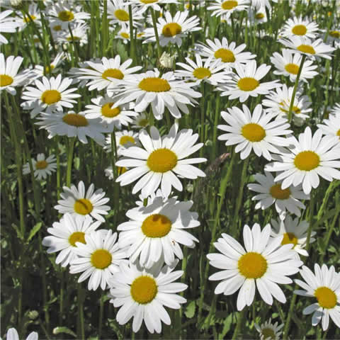 LEUCANTHEMUM VULGARE - Margarita