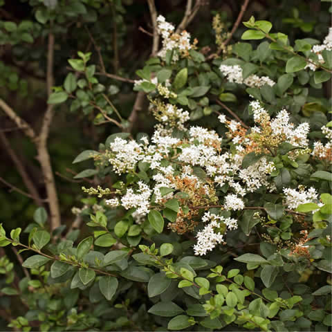 LIGUSTRUM JAPONICUM - Japanese Privet