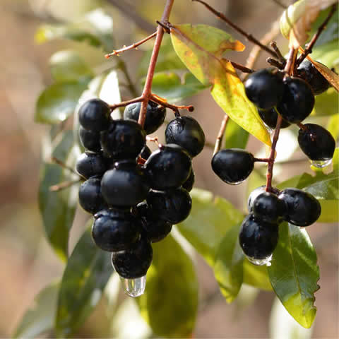 LIGUSTRUM VULGARE - Aligustre comn