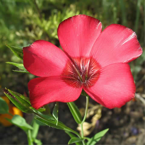 LINUM GRANDIFLORUM RUBRUM - Lino rojo
