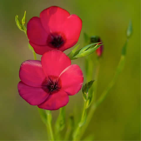 LINUM GRANDIFLORUM RUBRUM - Lino rojo