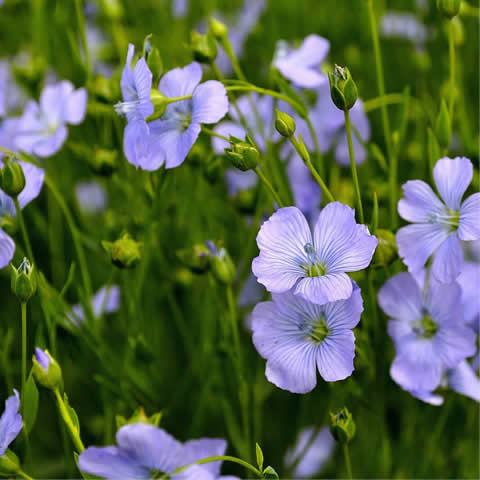 LINUM PERENNE - Blue Flax