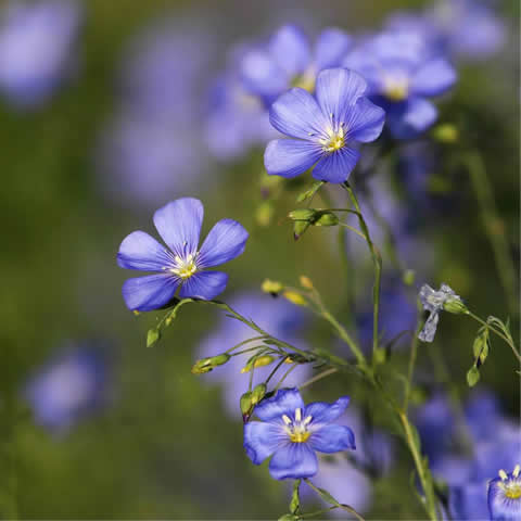 LINUM USITATISSIMUM - Lino