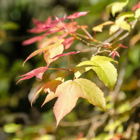 LIQUIDAMBAR STYRACIFLUA - rbol del estoraque