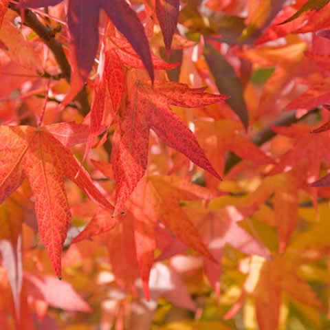 LIQUIDAMBAR STYRACIFLUA - rbol del estoraque