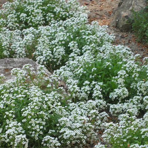 LOBULARIA MARITIMA Royal Carpet - Sweet Alyssum