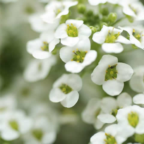 LOBULARIA MARITIMA Royal Carpet - Sweet Alyssum