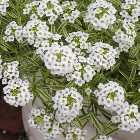 LOBULARIA MARITIMA Royal Carpet - Aliso de mar