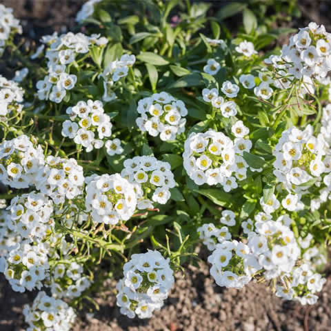LOBULARIA MARITIMA Royal Carpet - Aliso de mar
