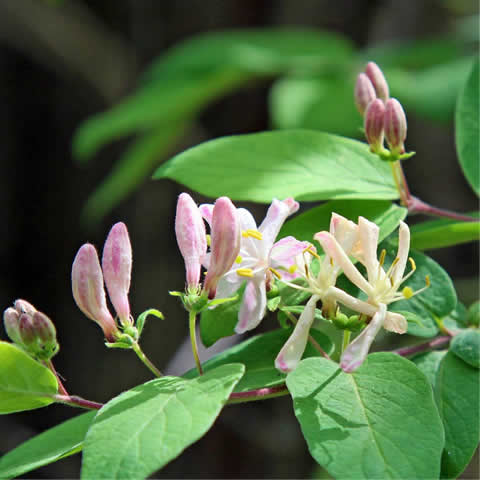 LONICERA ETRUSCA - Madreselva