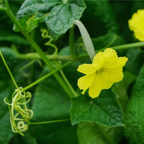 LUFFA AEGYPTICA (L.cylindrica) - Estropajo