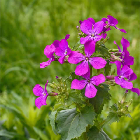 LUNARIA ANNUA - Lunaria, Hierba de la plata