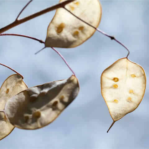 LUNARIA ANNUA - Lunaria, Hierba de la plata