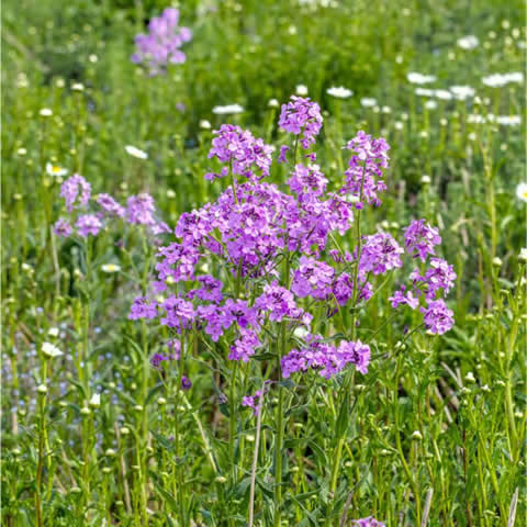 LUNARIA ANNUA - Lunaria, Hierba de la plata