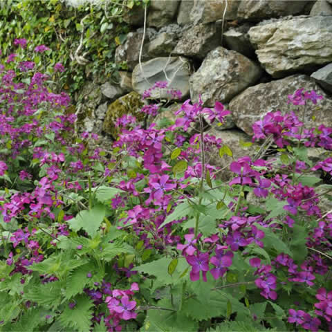 LUNARIA ANNUA - Lunaria, Hierba de la plata