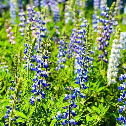 LUPINUS HARTWEGII Pixie Delight - Lupino