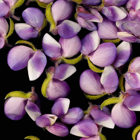 LUPINUS HARTWEGII Pixie Delight - Lupino