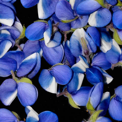 LUPINUS HARTWEGII Pixie Delight - Lupino