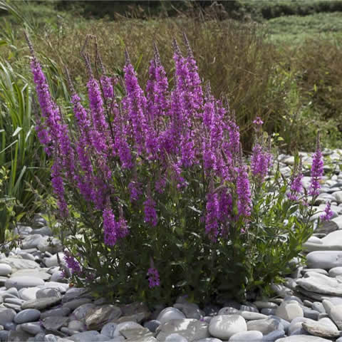 LYTHRUM SALICARIA - Arroyuela