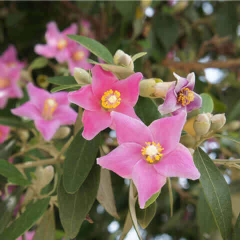 LAGUNARIA PATERSONIA