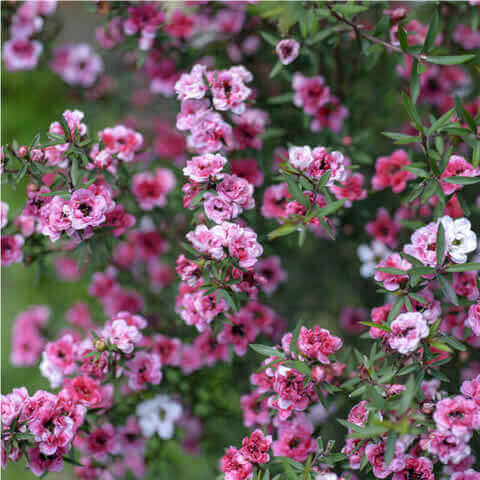 LEPTOSPERMUM SCOPARIUM Pink Queen