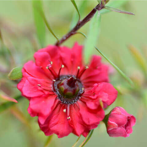 LEPTOSPERMUM SCOPARIUM Red Damask