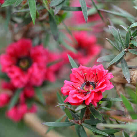 LEPTOSPERMUM SCOPARIUM Red Damask