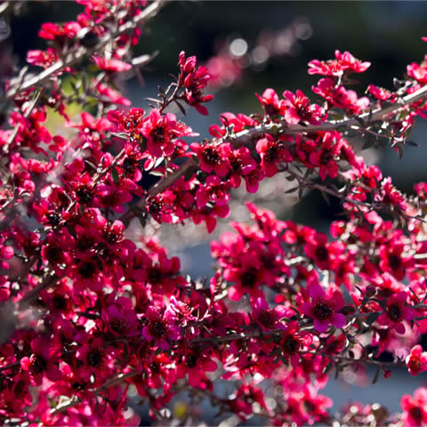 LEPTOSPERMUM SCOPARIUM Red Damask