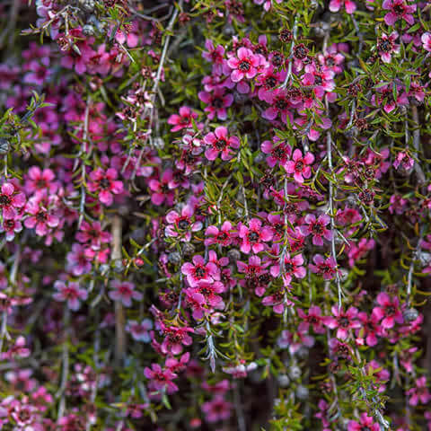 LEPTOSPERMUM SCOPARIUM Pink Queen - Pink Manuka