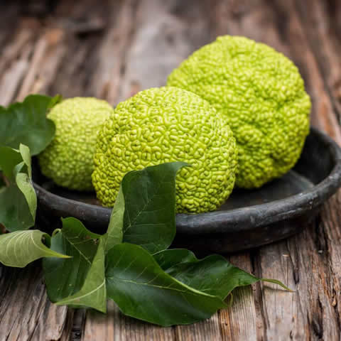 MACLURA POMIFERA - fruto