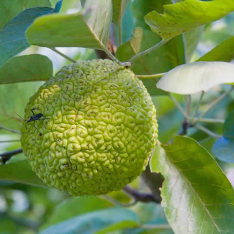 MACLURA POMIFERA 